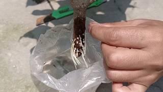 Air Layering in water| new method for 100% rooting| Propagation in Water