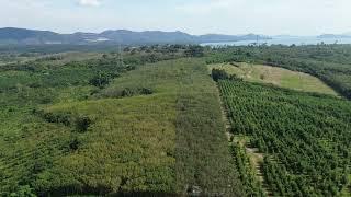 98 Rai Rubber Plantation with Sea View Land for Sale in Lo Yung, Phangnga