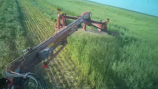 Cutting  No tilled New seeding oats and Alfalfa Field