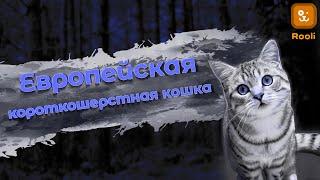 Европейская короткошерстная кошка: Фото и особенности породы