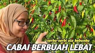 TIPS CABAI BERBUAH LEBAT ALA KEBUNKU