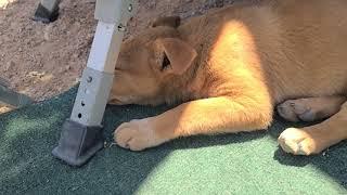 04-28-2025, Update On The Pups