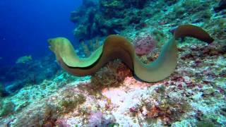 Swimming with eels, best giant moray  ever.