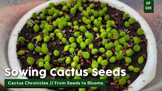 Sow It BEGINS! / Cactus Chronicles Ep. 01