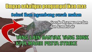 UMPAN IKAN MAS SEKALIGUS PENGUMPUL || Solusi ikan ngambang susah makan