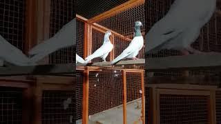 Batairi Pathi Pigeons