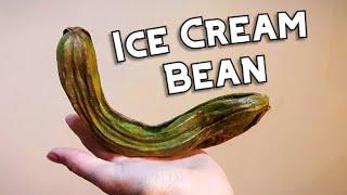 Ice Cream Bean - Weird Fruit Explorer Ep. 200