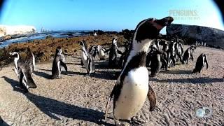 Exclusive Clip: Penguins: Waddle All the Way on Discovery