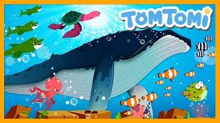 Hoy Hoy! The Ocean Animals | Kids Song | TOMTOMI