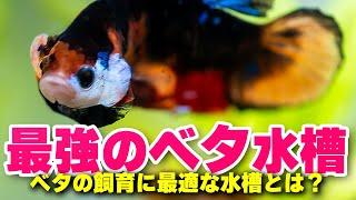 これが最強のベタ水槽だ！ベタ飼育に最適な小型水槽を紹介します。新生活にベタを飼ってみませんか？ #アクアリウム #熱帯魚