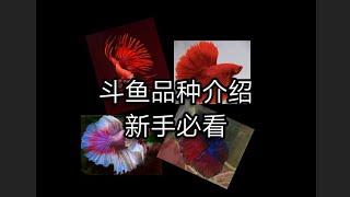 7个斗鱼品种   有介绍价格和特性（新手不知斗鱼有什么品种？）(Novices do not know what kinds of betta are there?) 7 kinds of betta