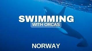 Swimming with orcas Norway, a mind blowing experience that you will never forget.