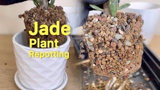 Let’s Repot Jade Plant #jadeplant #thegreenearth