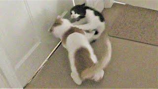 Cats Fighting For Dominance