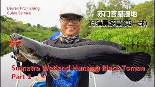 Sumatra Wetland Black Toman Hunting Part 1  苏门答腊湿地黑多曼第一部