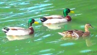 Too Cute Ducks. The Birds are Swimming in Pond