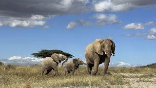نتیجه پژوهش تازه در کنیا: فیل‌ها همدیگر را به اسم صدا می‌زنند …
