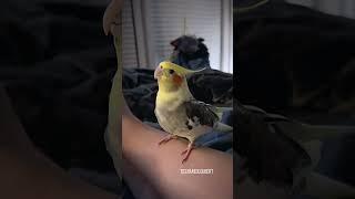 Adorable Cockatiel Sings Cookie Cookie  | Tiel Named Loubert