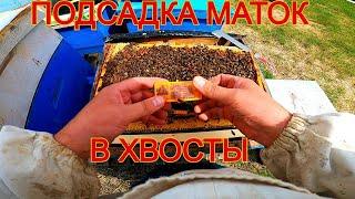 Матка мелкая или клеточка плохая?