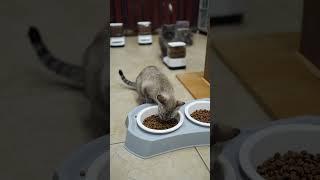 Dry Food Gemukin Kucing, Pakai Apa?