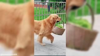 Smart Amazing Dogs  Funny Dog Videos #dogs #funnydogs #pets