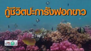 TNN ข่าวเย็น | กู้ชีวิตปะการังฟอกขาว “เกรทแบร์ริเออร์รีฟ”