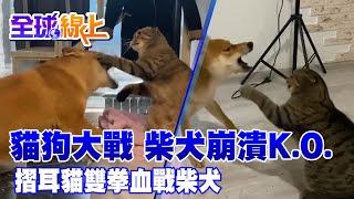 貓狗大戰柴犬秒崩潰K.O. 摺耳貓雙拳血戰柴犬@中天新聞CtiNews