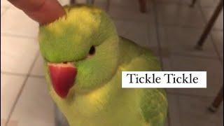 Ricco says “Tickle Tickle” in the cutest way 