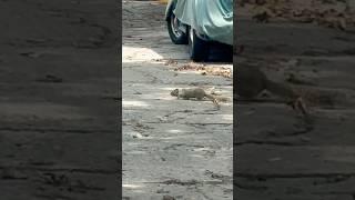 Un pavo?