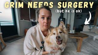 Grim needs surgery (but he is ok) ︱ + HOW we get dogs to Svalbard