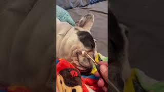 Maintaining A French Bulldog #maintaining #frenchbulldog #dogdad