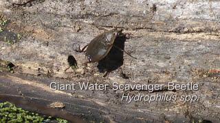 Giant Water Scavenger Beetle, Brown Water Scorpion, Green Herons, & Pileated Woodpeckers