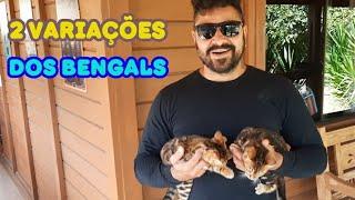 Duas lindas diferentes pelagens dos Bengals.