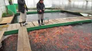 Niigata Japan Koi Fish Farm Tour - Breeder: Otsuka Koi Farm