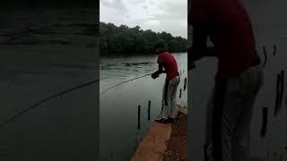 big barramundi caught by goa-India angler / fishing / hobby/ #entertainment #fishing #enthusiasts