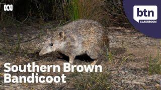 Bandicoot Tracking - Behind the News