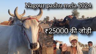 ₹25000 जोड़ी मेें हुआ नागौरी बैल का सौदा | nagauri bail market rajasthan 2024 | pkraj vlogs