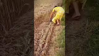 Farmers cut rice with unique tools #shorts