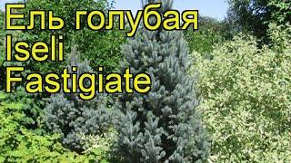 Ель голубая Изели Фастигиата. Краткий обзор, описание характеристик picea pungens Iseli Fastigiate