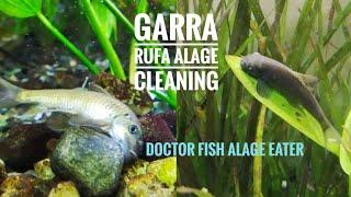 GARRA RUFA FISH ALAGE CLEANING  | USE DOCTOR FISH TO GET RID FROM ALAGE | GARRA RUFA ALAGE EATER