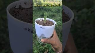 Indoor Plant Collection #3 Snake Plant ️