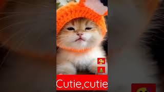 cutie pussy