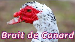 Bruit de Canard  Les sons que font les canards domestiques