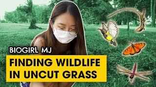 What can you actually find in grasses around you? | Biogirl MJ