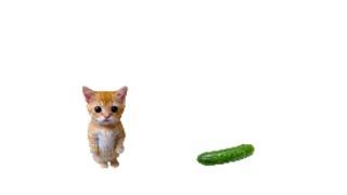 cat + cucumber = scary