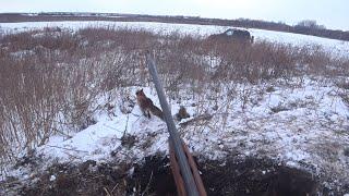 Охота на лису с норной собакой. Самая жесткая лиса этого сезона. Fox hunting with a burrowing dog.
