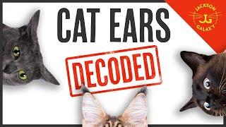 Flattened, Radar, Airplane Ears: What are Your Cat's Ears Trying to Tell You?