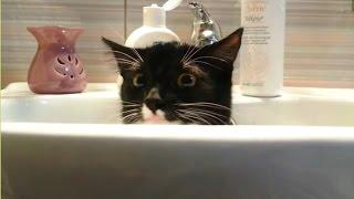 Cats Who Want Some Privacy