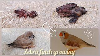 Zebra finch growth stages | Nena's birds