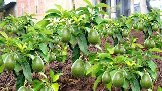 Harvesting millions tons avocados every day | brilliant idea ​​growing avocados at home